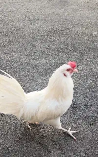 بوقلمون‌ دوتا خروس