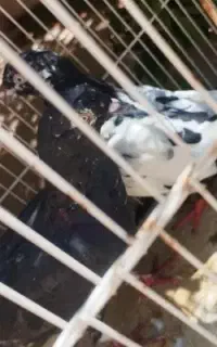 کفتر