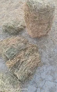 علف خشک )کاه(