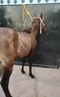 اسب