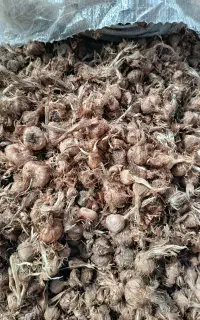 خرید و فروش پیاز زعفران