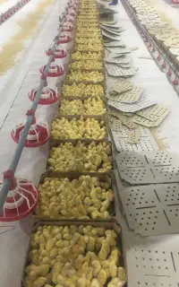 کارگر ساده جهت کار در مرغداری شهر سراب