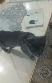 واگذاری گربه نژاد اصل راشن بلو پنج ماهه نر