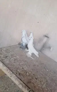 کبوتر پاپر