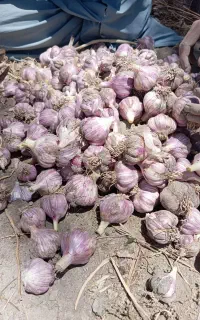 سیرمحلی تازه