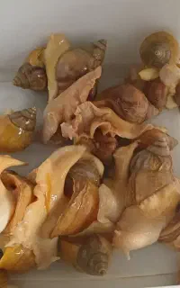 حلزون مولد ونوزاد