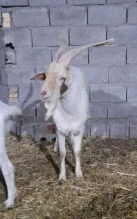 دوبور سانن