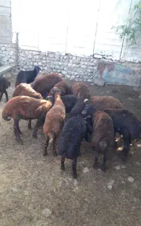 هفت بره نر فروشی  به انتخاب خودت بردار