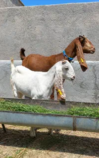 بز پاکستانی