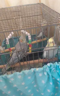 عروس هلندی سخنگو