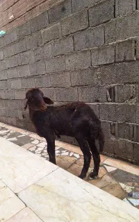 بره ماده
