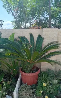 سیکاس  با گلدان