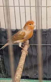 قناری نر جوان بخون