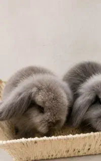 بچه خرگوش لوپ دوماهه بازیگوش دستی زیبا