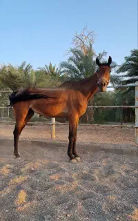 اسب