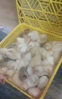 دستگاه جوجه کشی 210 تایی تبدیل تخم به جوجه شراکتی