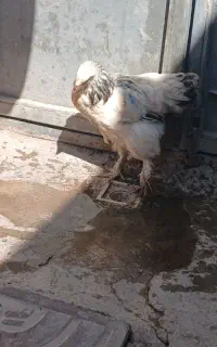 ۱عددجوجه برهما۲نیم ماهه