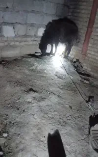 گوسفند