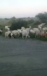 گوسفند