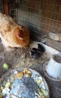 مرغ برهما گلد با ۳ جوجه وبوقلمون