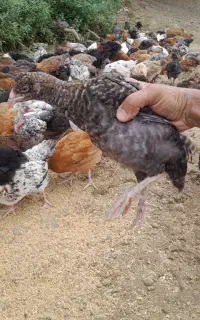 جوجه گردن لختی و گلپایگانی