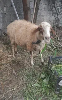گوسفند ماده