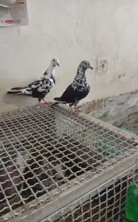 کبوتر بزک