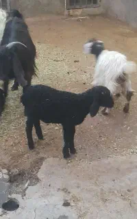 بره قوچ نر ۱ماه ونیم