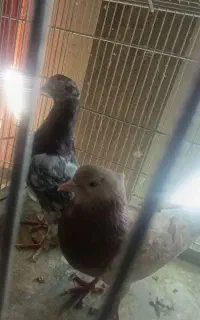 سه جفت کفتر سرور درجه 1