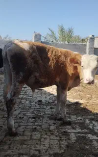 سه عدد گوساله نر سمینتال و هلشتین