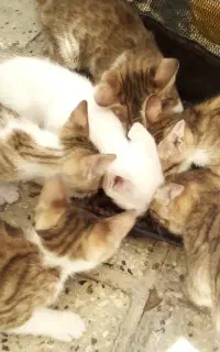 گربه بنگال