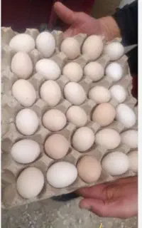 تخم مرغ رسمی ،خانگی اصلی شانه ای 600ت