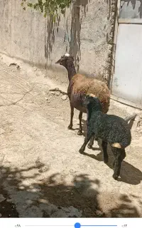 میش بره افشاری