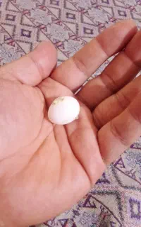 تخم عروس هلندی نطفه دار