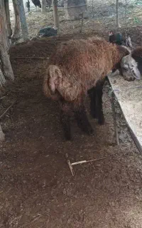 بره نر