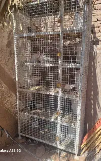 جفتگاه کبوتر