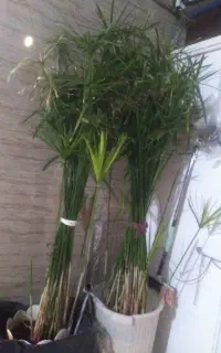 نخل مرداب