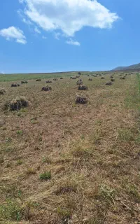 یونجه