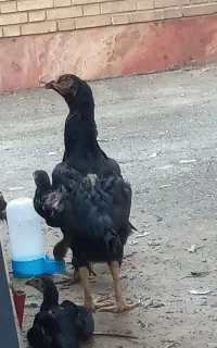 مرغ لاری