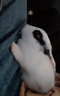 خرگوش