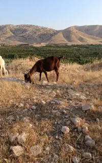 بز و بزغاله