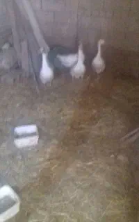 قاز