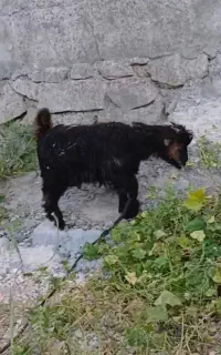 گمشده