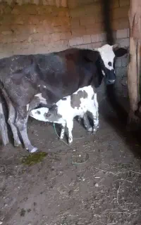 گاو شیری با گوساله