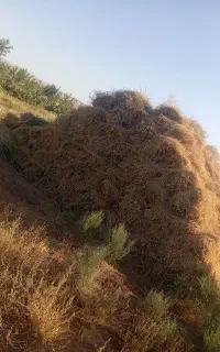 یونجه ی فروشی