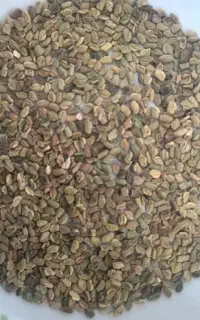 تخم شنبلیله