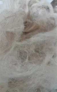 پشم‌گوسفندی