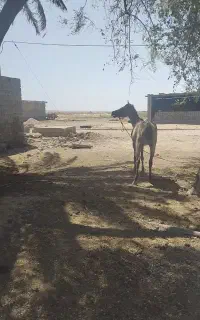 اسب مادیان همراه کره نر