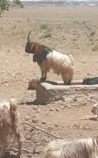 بزغاله دوبری گازور