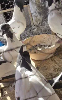 جوجه و جوانه افغونی